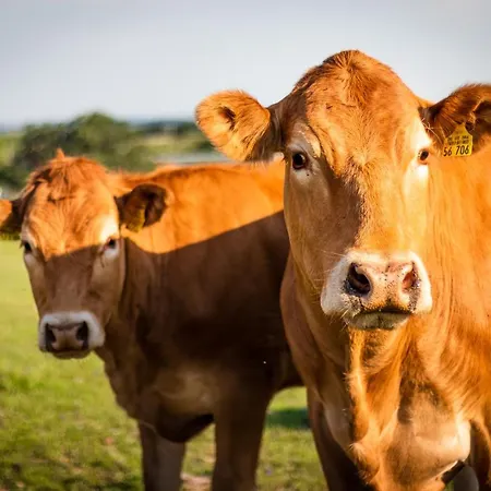 Apartament Oeregtoelgy *