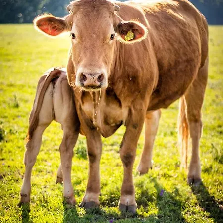 Oeregtoelgy Apartament Szár