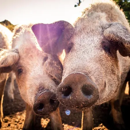 Oeregtoelgy Apartament Szár