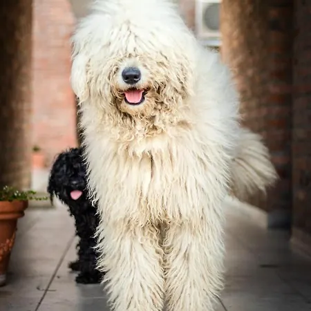 Apartament Oeregtoelgy *