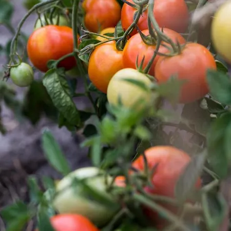 Oeregtoelgy Apartament Szár