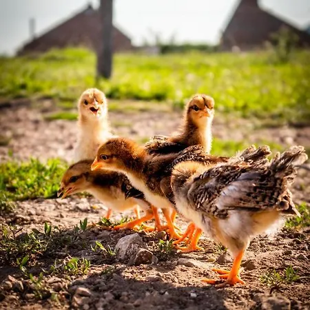 Oeregtoelgy Apartament *